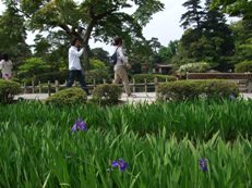 ⑬兼六園の菖蒲